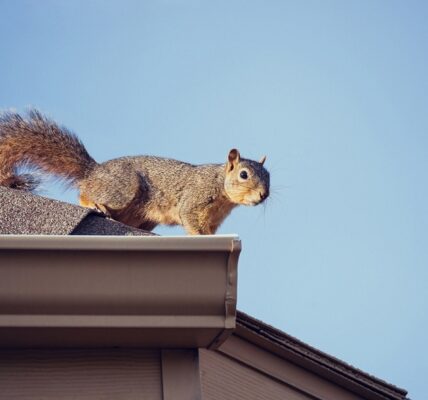 Squirrels Cause to Homes