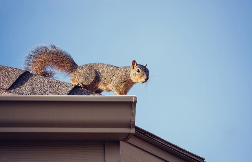 Squirrels Cause to Homes