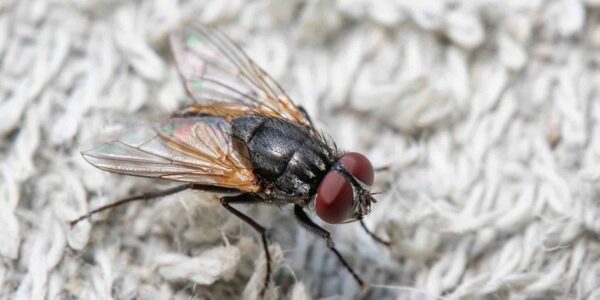 flies pest control Brisbane